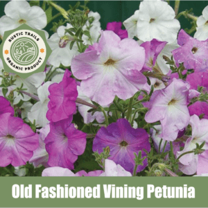 Old Fashioned Vining Petunia